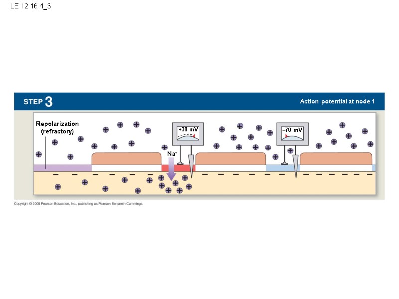 LE 12-16-4_3 –70 mV Na+ Repolarization (refractory) +30 mV Action potential at node 1